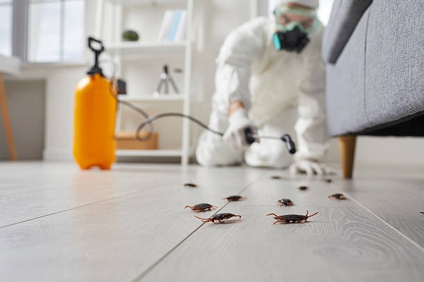 Commercial Rodent Management in Mayo